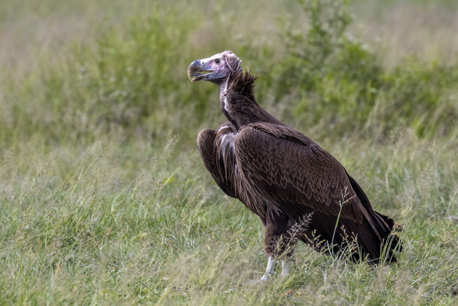 image Lappet-faced Vulture